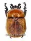 Dicaulocephalus fruhstorferi ( 20 – 24 ) A1-