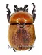 Dicaulocephalus fruhstorferi ( 20 – 24 )