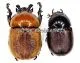 Dicaulocephalus fruhstorferi ( M 20 – 29 )