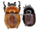Dicaulocephalus fruhstorferi ( M 20 – 29 )