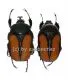 Dicellachilus woodi