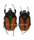 Dicellachilus woodi