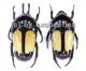 Dicheros bicornis rowelli ( 15 - 19 )