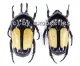 Dicheros bicornis rowelli ( 15 - 19 )