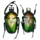 Dicronorhina derbyana ssp.oberthueri ( M 40 - 44 )