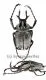 Dicronocephalus adamsi ( 25 - 29 )
