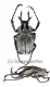 Dicronocephalus adamsi