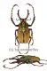Dicronocephalus wallichii bowringi ( 25 - 29 )