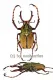 Dicronocephalus wallichii bowringi ( 25 - 29 )