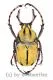 Dicronocephalus wallichii ( 30 – 39 ) A2