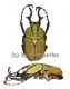 Dicronocephalus wallichii wallichii ( 25 – 29 )
