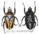 Dicronorhina derbyana conradtsi ( Freak ) ( 35+ )