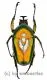 Dicronorrhina micans micans ( 45 – 49 )