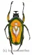Dicronorrhina micans micans ( 45 – 49 )