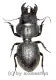 Dinoscaris gallieni ( 40 – 44 )