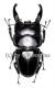 Dorcus ( Brontodorcus ) alcides ( long Horn ) ( 60 – 64 )