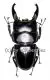 Dorcus ( Brontodorcus ) alcides ( long Horn ) ( 65 – 69 )