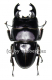 Dorcus ( Brontodorcus ) alcides ( short Horn ) ( 60 – 64 )