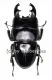 Dorcus ( Brontodorcus ) alcides ( short Horn ) ( 60 – 64 )