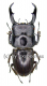 Dorcus reichei prosti ( 40 - 44 )