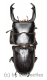 Dorcus reichei reichei ( 40 – 44 )