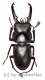 Dorcus tanakai meridionalis ( 35 – 39 )