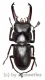 Dorcus tanakai meridionalis ( 30 – 34 )