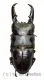 Dorcus titanus ssp.platymelus ( 70 – 74 ) A2
