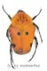 Doryscelis calcarata ( 20 – 24 )