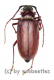 Dorysthenes ( Paraphrus ) granulosus ( 30 - 34 )