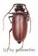Dorysthenes ( Paraphrus ) granulosus ( 30 - 34 )