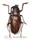 Dorysthenes ( Paraphrus ) granulosus ( 35 – 39 )