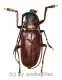 Dorysthenes ( Paraphrus ) granulosus ( 35 – 39 )