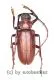 Dorysthenes ( Paraphrus ) granulosus ( 40 - 44 )