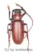 Dorysthenes ( Paraphrus ) granulosus ( 45 - 49 )
