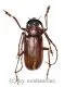 Dorysthenes ( Paraphrus ) granulosus ( 35 - 39 ) A1-