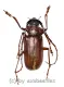 Dorysthenes ( Paraphrus ) granulosus ( 35 – 39 )