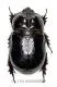 Dynastidae spec. #2 ( 30 – 34 )