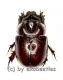 Dynastidae spec. ( 5 – 9 )