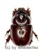 Dynastidae spec. ( 5 – 9 )