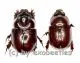 Dynastidae spec. ( M 5 – 9 )