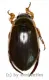 Dytiscus marginalis ( 25 - 34 )