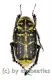 Ectinohoplia tonkinensis ( 10 – 14 )