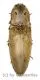 Elateridae spec. #27 ( 30 – 34 )