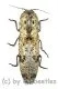 Elateridae spec. #29 ( 30 – 34 )