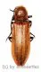 Elateridae spec. #31 ( 15 – 24 )