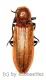 Elateridae spec. #31 ( 15 – 24 )