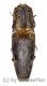 Elateridae spec. #33 ( 25 – 29 )