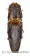 Elateridae spec. #33 ( 25 – 29 )