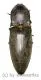 Elateridae spec. #35 ( 30 – 34 )